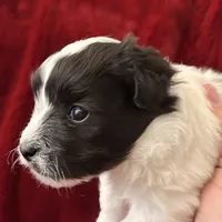 Bear - AKC Champion Bloodline, a male Havanese for sale in Melissa, TX – Photo 4 of 5