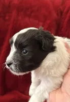 Bear - AKC Champion Bloodline, a male Havanese for sale in Danville, AR – Photo 1 of 3