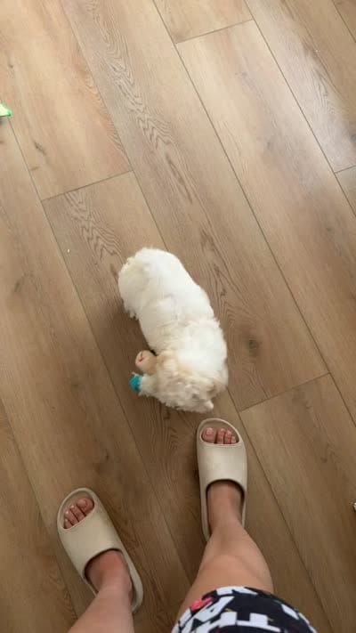 Pepe , a male Bichon Frise for sale in Jacksonville Beach, FL – 4 of 4