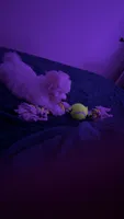 Pepe , a male Bichon Frise for sale in Jacksonville Beach, FL – 2 of 4