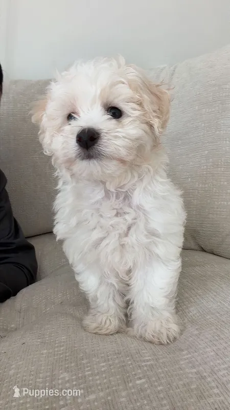 Pepe  – Bichon Frise puppy for sale in Jacksonville Beach, FL