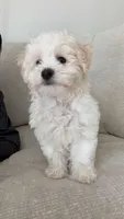 Pepe , a male Bichon Frise for sale in Jacksonville Beach, FL – 1 of 4