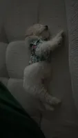 Pepe , a male Bichon Frise for sale in Jacksonville Beach, FL – 3 of 4