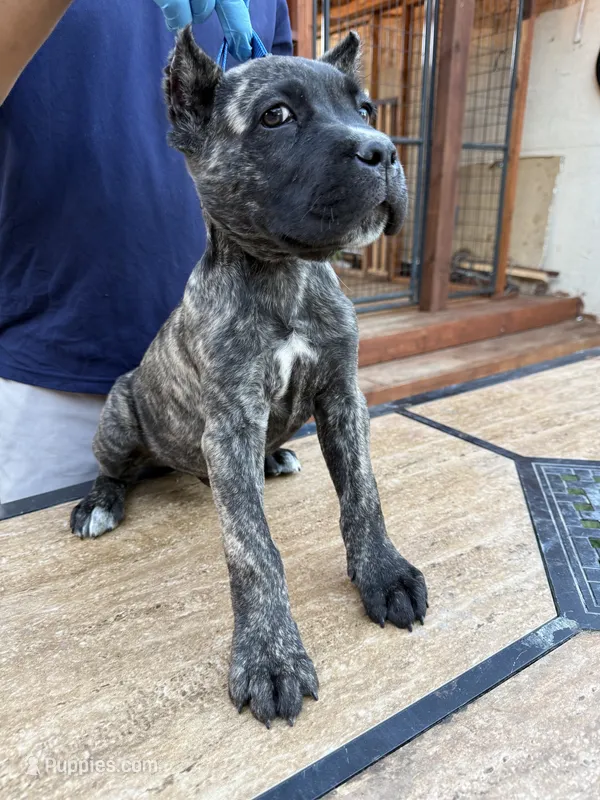 Santo – Cane Corso puppy for sale in Stockton, CA
