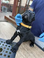Rex, a male Cane Corso for sale in Stockton, CA – 3 of 4