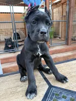 Nova , a female Cane Corso for sale in Stockton, CA – 4 of 4