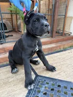 Nova , a female Cane Corso for sale in Stockton, CA – 3 of 4