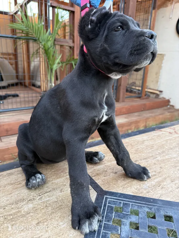 Nova  – Cane Corso puppy for sale in Stockton, CA