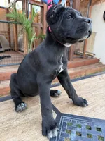 Nova , a female Cane Corso for sale in Stockton, CA – 1 of 4
