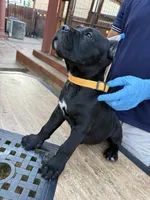 Rex, a male Cane Corso for sale in Stockton, CA – 2 of 4