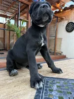 Nova , a female Cane Corso for sale in Stockton, CA – 2 of 4