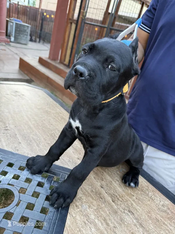 Rex – Cane Corso puppy for sale in Stockton, CA