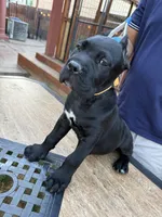 Rex, a male Cane Corso for sale in Stockton, CA – 1 of 4