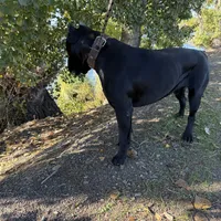 Toro, a male Cane Corso for sale in Stockton, CA – 9 of 9