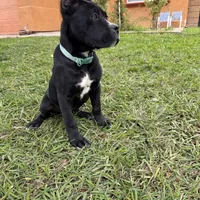 Toro, a male Cane Corso for sale in Stockton, CA – 8 of 9