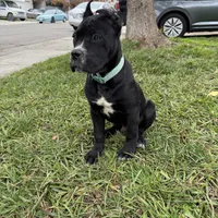 Toro, a male Cane Corso for sale in Stockton, CA – 5 of 9