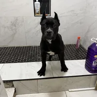 Toro, a male Cane Corso for sale in Stockton, CA – 2 of 9
