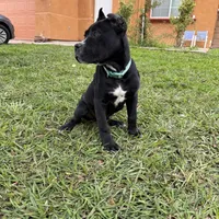 Toro, a male Cane Corso for sale in Stockton, CA – 4 of 9