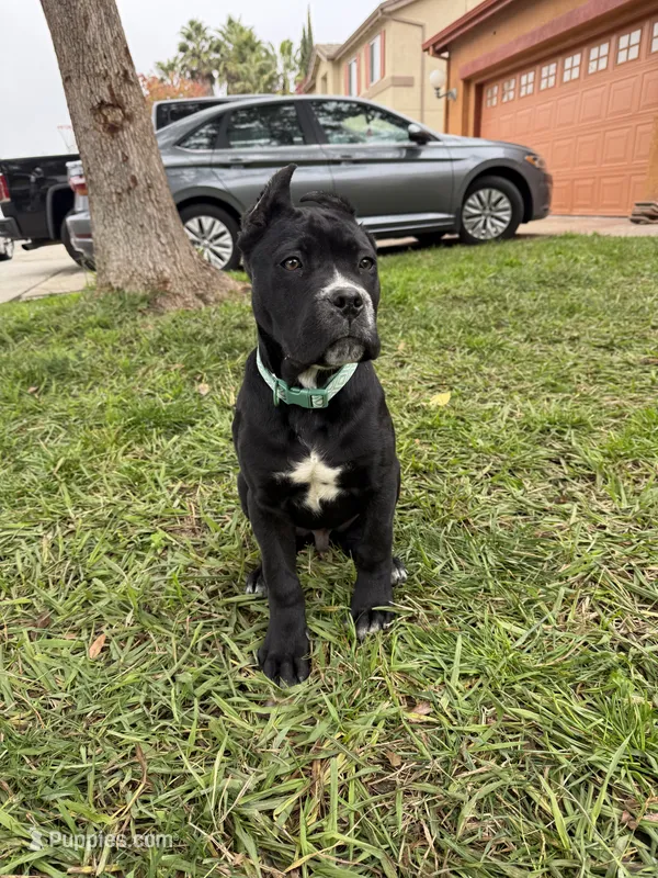 Toro – Cane Corso puppy for sale in Stockton, CA