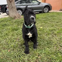 Toro, a male Cane Corso for sale in Stockton, CA – 1 of 9