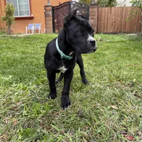 Toro, a male Cane Corso for sale in Stockton, CA – 3 of 9