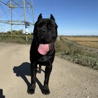 Toro, a male Cane Corso for sale in Stockton, CA – 7 of 9