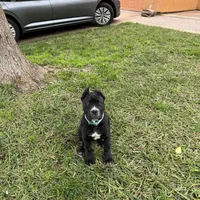 Toro, a male Cane Corso for sale in Stockton, CA – 6 of 9