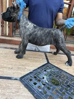 Santo, a male Cane Corso for sale in Stockton, CA – 3 of 3