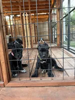 Rex, a male Cane Corso for sale in Stockton, CA – 4 of 4
