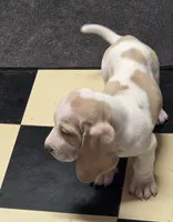 Angel Pie, a female Basset Hound for sale in Bronson, FL – 4 of 5