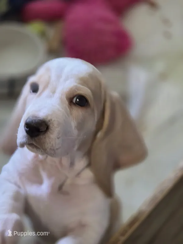 Angel Pie – Basset Hound puppy for sale in Bronson, FL