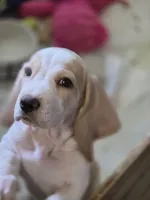Angel Pie, a female Basset Hound for sale in Bronson, FL – 1 of 5