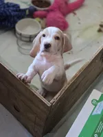 Angel Pie, a female Basset Hound for sale in Bronson, FL – 2 of 5