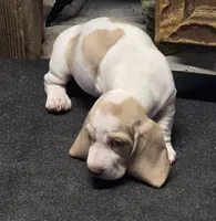 Angel Pie, a female Basset Hound for sale in Bronson, FL – 3 of 5