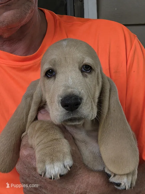 Blondie – Basset Hound puppy for sale in Bronson, FL