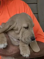 Blondie, a female Basset Hound for sale in Bronson, FL – Photo 2 of 3