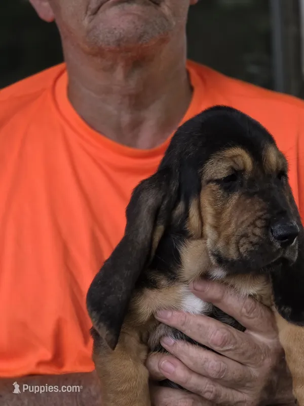Mable – Basset Hound puppy for sale in Bronson, FL