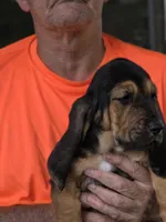 Mable, a female Basset Hound for sale in Bronson, FL – Photo 1 of 2