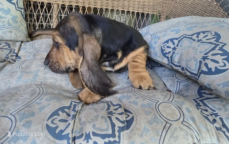 Bell  – Basset Hound puppy for sale in Bronson, FL