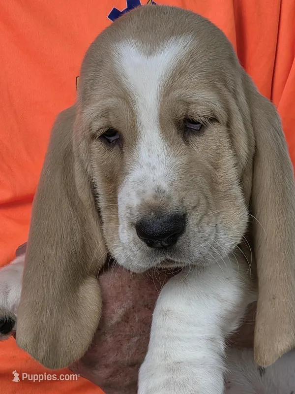 Buster – Basset Hound puppy for sale in Bronson, FL
