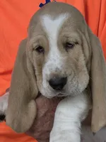 Buster, a male Basset Hound for sale in Bronson, FL – Photo 1 of 2