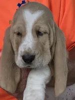 Buster, a male Basset Hound for sale in Bronson, FL – Photo 2 of 2