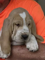 Buddy, a male Basset Hound for sale in Bronson, FL – Photo 3 of 3