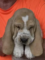 Buddy, a male Basset Hound for sale in Bronson, FL – Photo 2 of 3