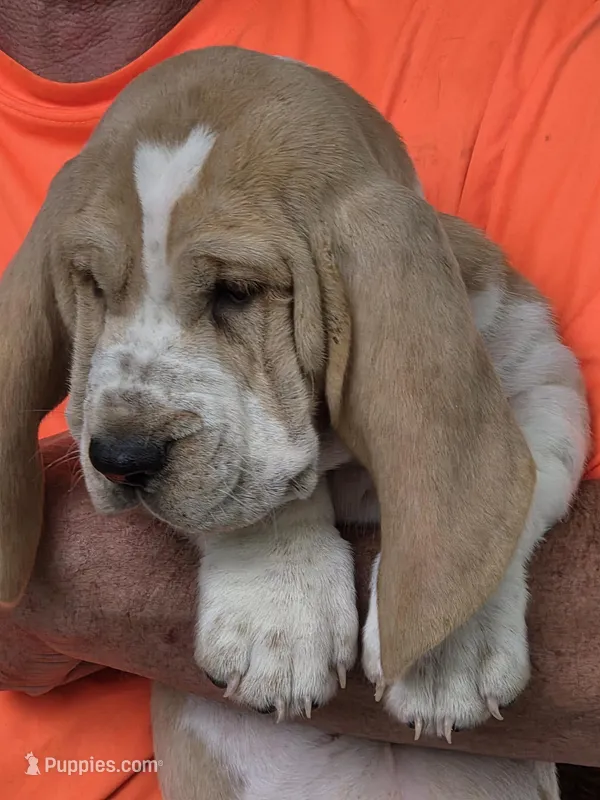 Buddy – Basset Hound puppy for sale in Bronson, FL