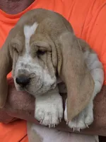 Buddy, a male Basset Hound for sale in Bronson, FL – Photo 1 of 3