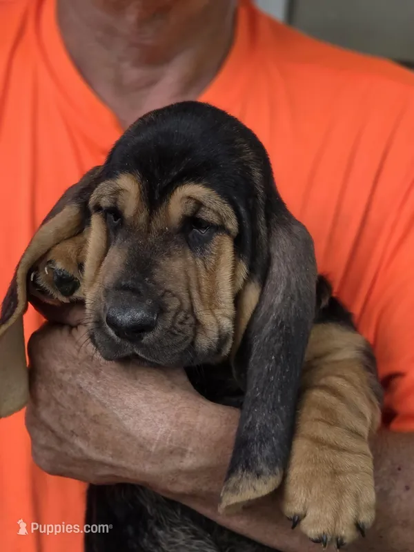 George – Basset Hound puppy for sale in Bronson, FL