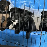 Midnight, a male German Shepherd Dog for sale in Union City, GA – Photo 1 of 3