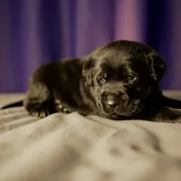 Midnight, a male German Shepherd Dog for sale in Union City, GA – Photo 3 of 3