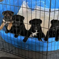 Brownie, a female German Shepherd Dog for sale in Union City, GA – Photo 2 of 3